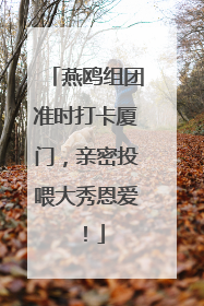 燕鸥组团准时打卡厦门，亲密投喂大秀恩爱！