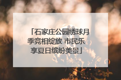 石家庄公园绣球月季竞相绽放 市民乐享夏日缤纷美景