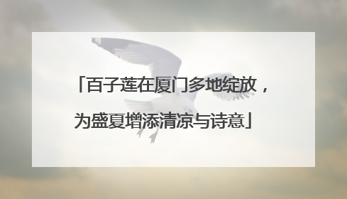 百子莲在厦门多地绽放，为盛夏增添清凉与诗意