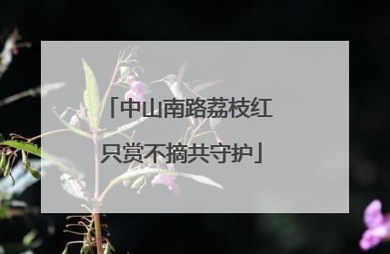中山南路荔枝红 只赏不摘共守护