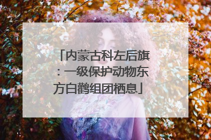内蒙古科左后旗：一级保护动物东方白鹳组团栖息