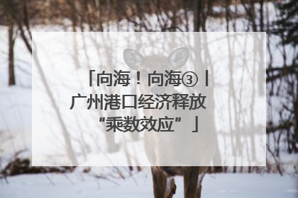 向海！向海③丨广州港口经济释放“乘数效应”