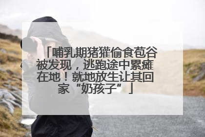 哺乳期猪獾偷食苞谷被发现，逃跑途中累瘫在地！就地放生让其回家“奶孩子”