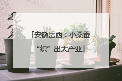 安徽岳西：小桑蚕“织”出大产业
