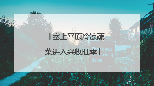 塞上平原冷凉蔬菜进入采收旺季