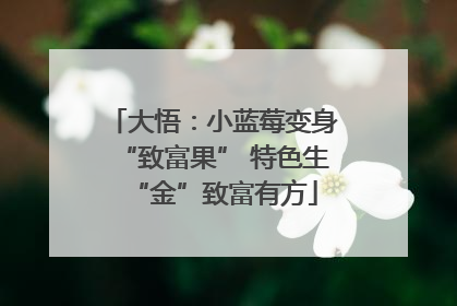 大悟：小蓝莓变身“致富果” 特色生“金”致富有方