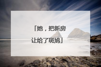 她，把新房让给了斑鸠