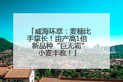 威海环翠：麦穗比手掌长！亩产高1倍 新品种“巨无霸”小麦丰收！