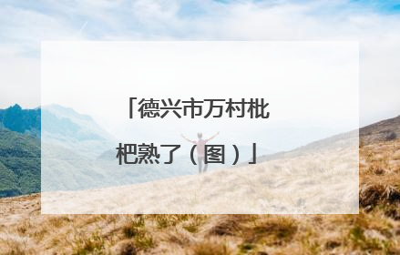 德兴市万村枇杷熟了（图）