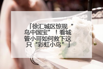 徐汇城区惊现“鸟中国宝”！看城管小哥如何救下这只“彩虹小鸟”
