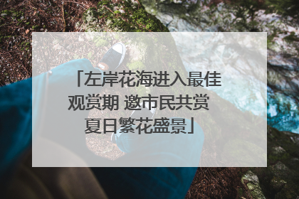 左岸花海进入最佳观赏期 邀市民共赏夏日繁花盛景