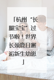 杭州“长腿宝宝”过节啦！世界长颈鹿日邂逅新生幼崽