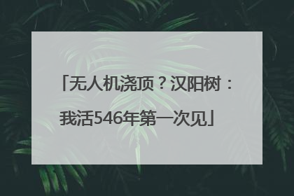 无人机浇顶？汉阳树：我活546年第一次见