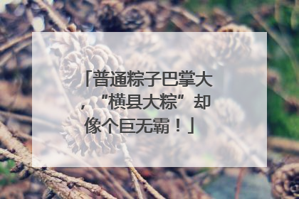 普通粽子巴掌大，“横县大粽”却像个巨无霸！