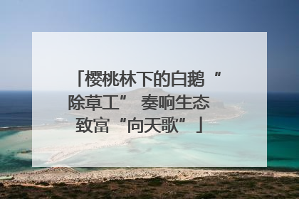 樱桃林下的白鹅“除草工” 奏响生态致富“向天歌”