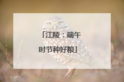 江陵：端午时节种好粮