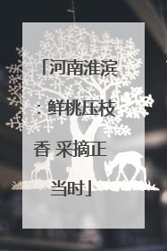 河南淮滨：鲜桃压枝香 采摘正当时
