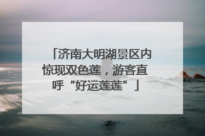济南大明湖景区内惊现双色莲，游客直呼“好运莲莲”