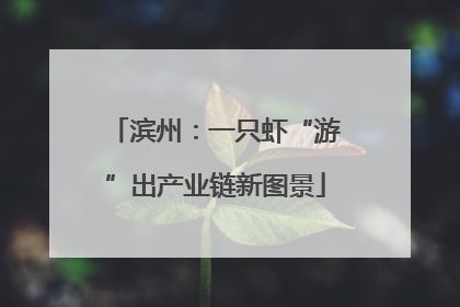 滨州：一只虾“游”出产业链新图景