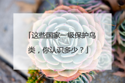 这些国家一级保护鸟类，你认识多少？