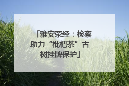 雅安荥经：检察助力“枇杷茶”古树挂牌保护