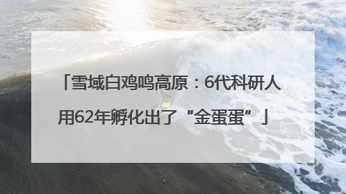 雪域白鸡鸣高原：6代科研人用62年孵化出了“金蛋蛋”