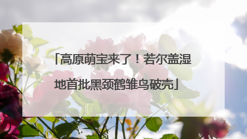 高原萌宝来了！若尔盖湿地首批黑颈鹤雏鸟破壳