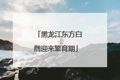 黑龙江东方白鹳迎来繁育期